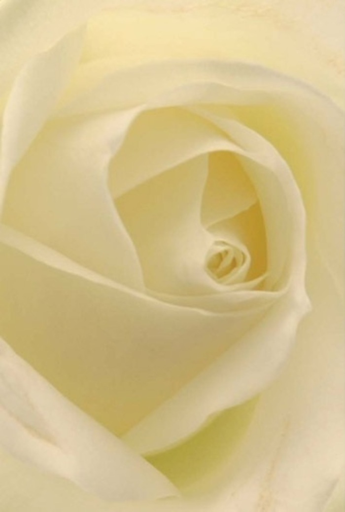 Seen up close on a gentle Brunswick Park morning, this classic white rose offers a study in natural sophistication-the cream and alabaster petals layered with tranquil precision, evoking a sense of calm found in the peaceful lanes near Wilmer Way. Within the spiral heart of the bloom, the subtle gradations of white and cream merge seamlessly, glowing as if the rose itself is lit from within. The composition is artfully balanced, every curve testifying to the quiet resilience and purity reflected in many of life's most heartfelt gestures. As a local florist, I see not just a beautiful flower but an enduring choice for romance, apologies, or the centerpiece of an elegant wedding close to Brunswick Park's own community venues. Soft shadows trace the petals' curves, heightening the sense of dimension and artistry. An understated, clean fragrance seems to emanate from the image, mirroring the serenity and appropriateness this rose brings-whatever the sentiment, perfectly in tune with the mood of Brunswick Park.